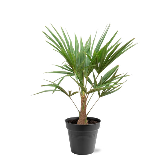 Hanfpalme – Trachycarpus 100cm – Ø21cm – Immergrüne Palme mit fächerförmigen Blättern – Exotische Kübelpflanze für Garten, Terrasse, Wintergarten & Wohnzimmer – Pflegeleicht 