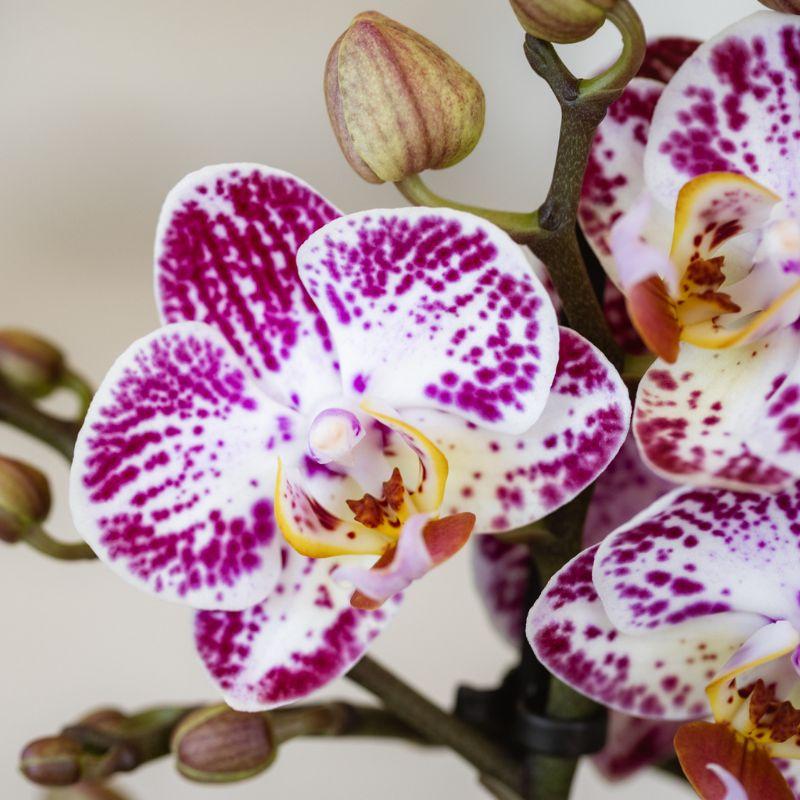 Rosa-Violette Phalaenopsis Orchidee – „Bora Bora“ – Ø9cm – Exotische Blüten mit einzigartigem Muster – Blühende Zimmerpflanze mit 2–3 Trieben – Dekorative Orchidee & Geschenkidee – Frisch aus der Gärtnerei 