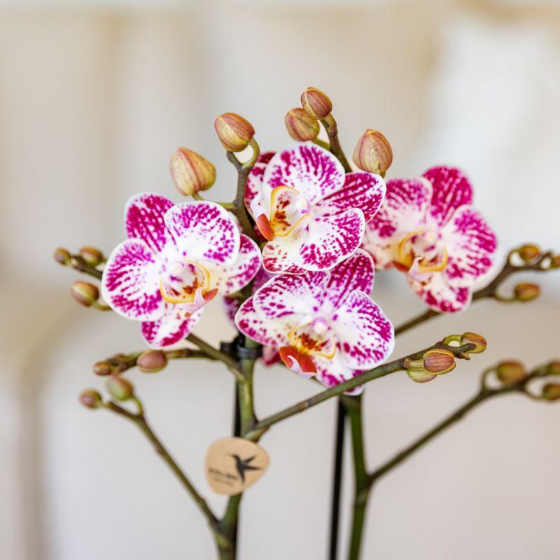 Rosa-Violette Phalaenopsis Orchidee – „Bora Bora“ – Ø9cm – Exotische Blüten mit einzigartigem Muster – Blühende Zimmerpflanze mit 2–3 Trieben – Dekorative Orchidee & Geschenkidee – Frisch aus der Gärtnerei 