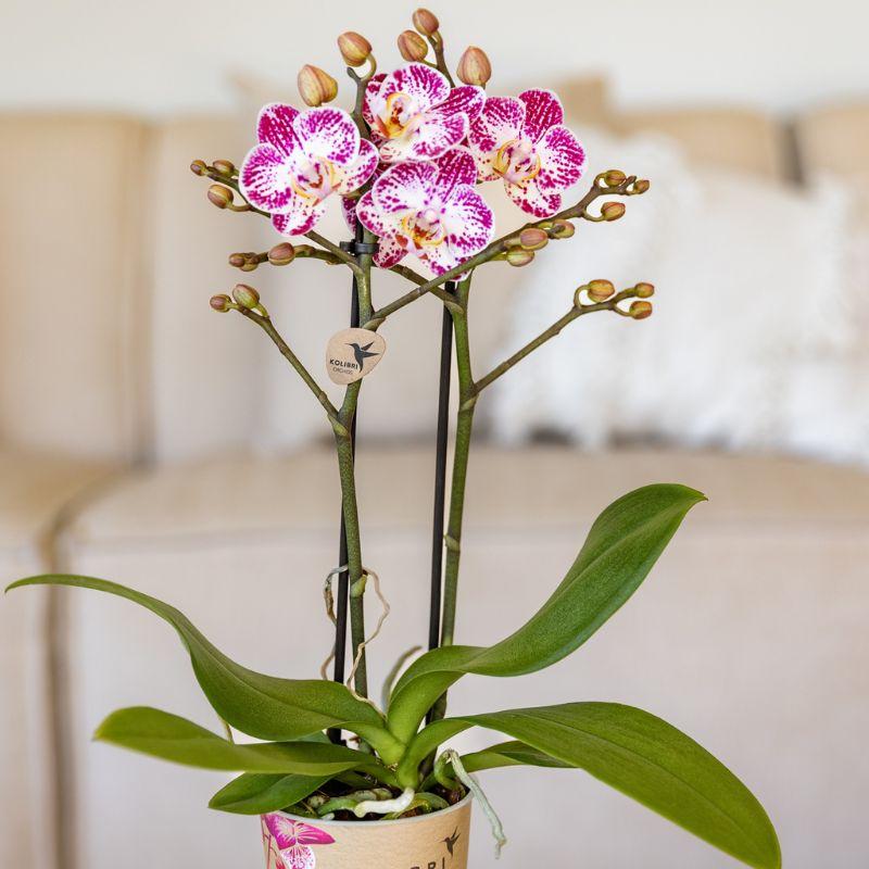 Rosa-Violette Phalaenopsis Orchidee – „Bora Bora“ – Ø9cm – Exotische Blüten mit einzigartigem Muster – Blühende Zimmerpflanze mit 2–3 Trieben – Dekorative Orchidee & Geschenkidee – Frisch aus der Gärtnerei 