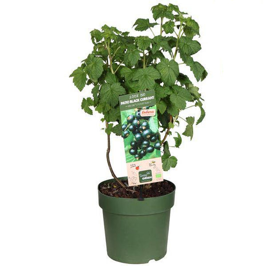 Ribes Low 'Little Black Sugar' Bio - Schwarze Johannisbeere - Ø23cm - ↕50cm 