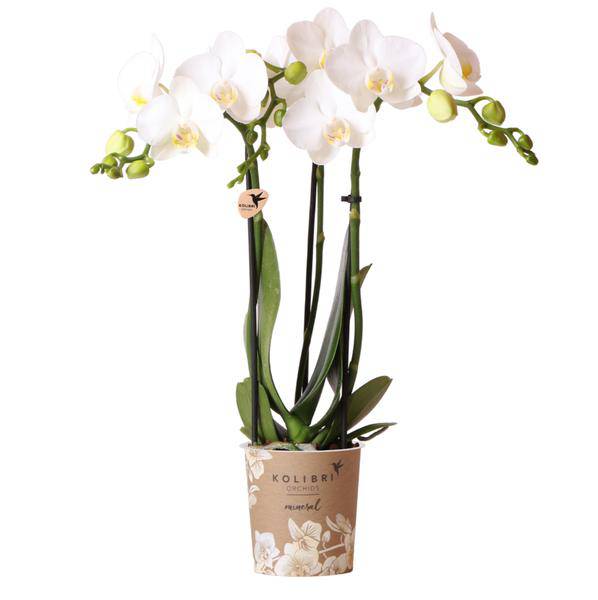 weiße Phalaenopsis-Orchidee - Amabilis - Topfgröße Ø9cm | blühende Zimmerpflanze - frisch vom Züchter - Oasis of Life