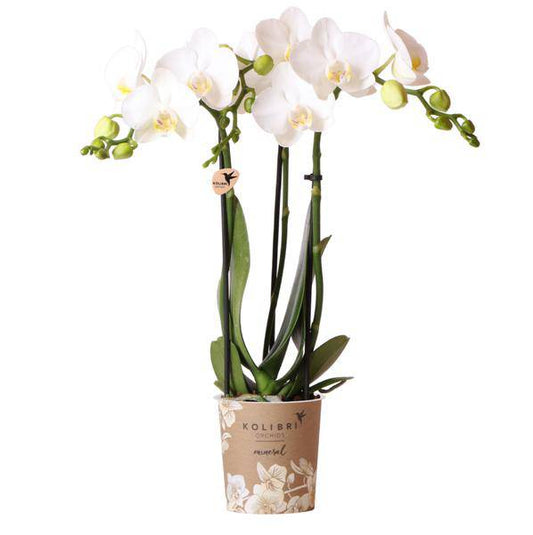 weiße Phalaenopsis-Orchidee - Amabilis - Topfgröße Ø9cm | blühende Zimmerpflanze - frisch vom Züchter - Oasis of Life