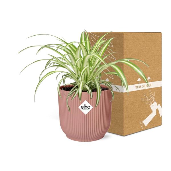 Grünlilie - Chlorophytum Comosum Variegatum - Zimmerpflanze + Topf Vibes Fold 14cm Rosa
