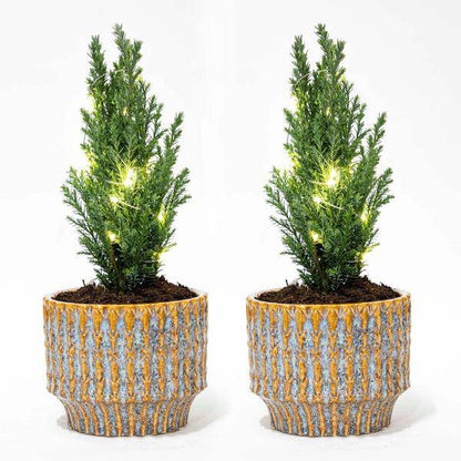 2er Set - Weihnachtsbaum 'Ellwoodii' + Topf Echo + 20 LED-Birnen - 25 - 30 cm hoch 