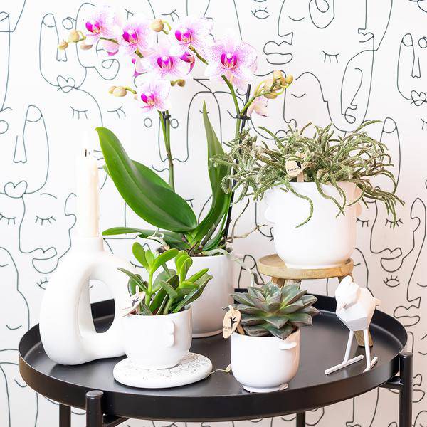 Rosa Phalaenopsis Orchidee - Mineral Rotterdam - Topfgröße Ø9cm | blühende Topfpflanze - frisch vom Züchter - Oasis of Life