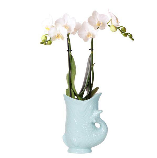 Phalaenopsis Orchidee Amabilis Weiß  + Fisch Topftopf Türkis Ø9cm - Zimmmerpflanze