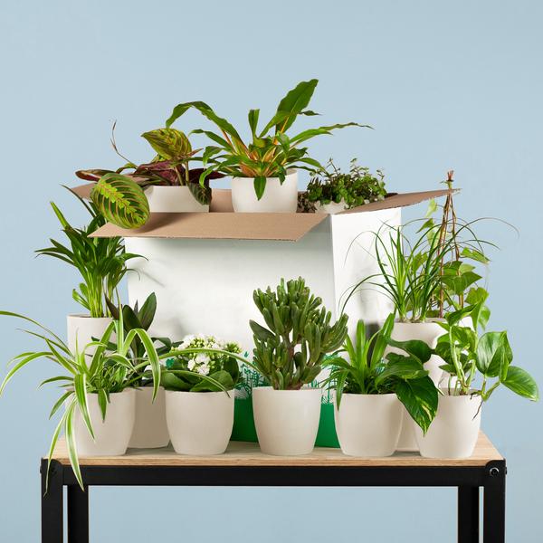 Zimmerpflanzen Set – 12 Pflanzen inkl. Topf Viber Weiß – Überraschungsbox „Rette Mich“ – Zimmerpflanzen für Zuhause, Büro & DIY-Pflanzenliebhaber 