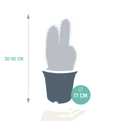 Säulenkaktus - Pilosocereus azureus - 17cm - Kaktus