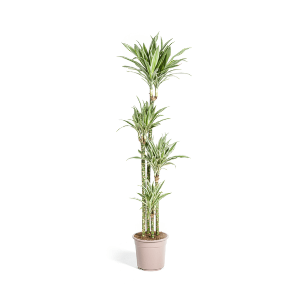 Dracaena Deremensis Weißer Streifen Ø27cm - ↕180cm - Oasis of Life