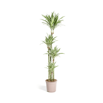 Dracaena Deremensis Weißer Streifen Ø27cm - ↕180cm - Oasis of Life