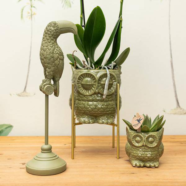 Ornament - Deko-Skulptur Tukan - Grün - Oasis of Life