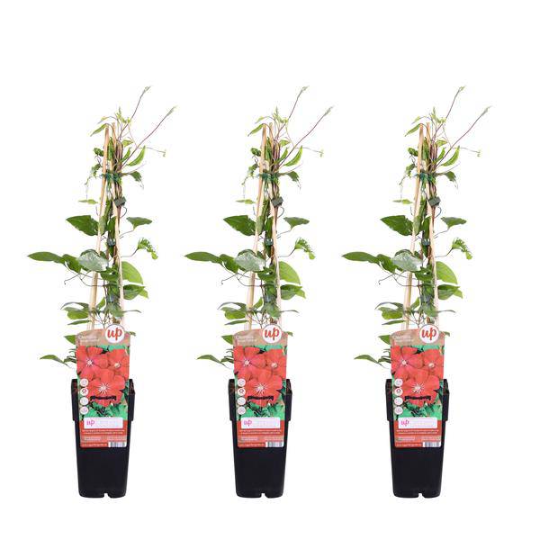 Waldrebe - Clematis Rouge Cardinal - ↨65cm - Ø15cm - 3 Stück