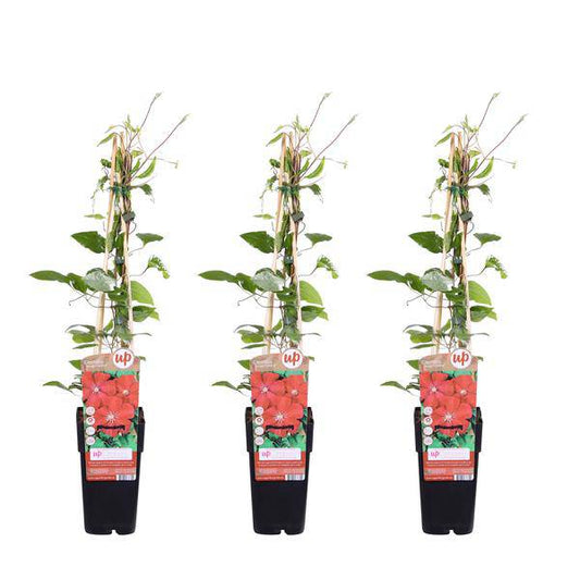 Waldrebe - Clematis Rouge Cardinal - ↨65cm - Ø15cm - 3 Stück