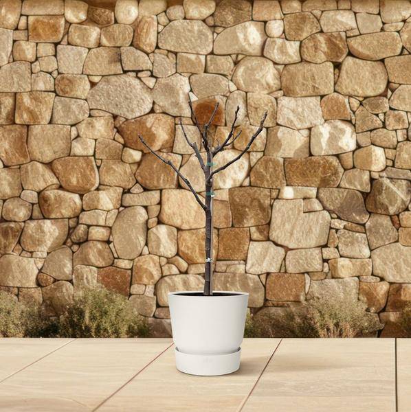 Echte Feige - Ficus Carica - Zimmerpflanze - 100cm - ø20cm