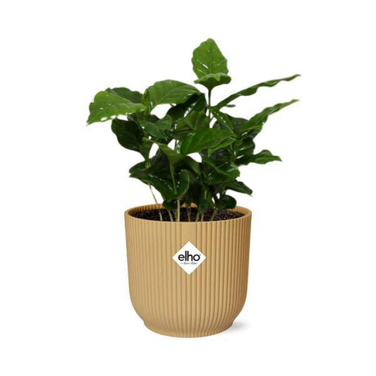 Kaffee Pflanze - Coffea Arabica - Zimmerpflanze + Topf Vibes Fold 14cm Gelb