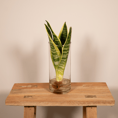 Sanseviera im Glaszylinder - Zimmerpflanze - Ø12cm - ↕30cm