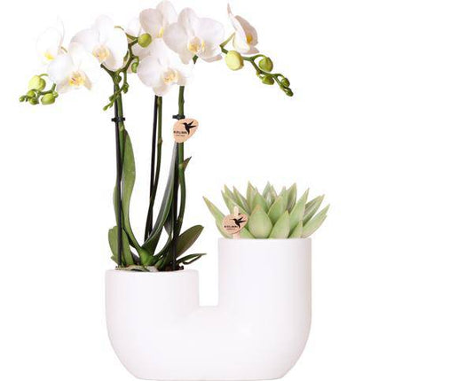 Amabilis Orchidee Weiß und Sukkulente in weißem Tube-Dekotopf Ø9cm - Pflanzset - Zimmerpflanze