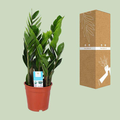 Glücksfeder - Zamioculcas Zamiifolia - Zimmerpflanze - Ø17cm - ↕60cm