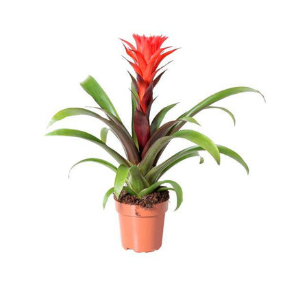 Bromelie - Guzmania Felsenblume Hope - Zimmerpflanze - Ø12cm - ↕43cm