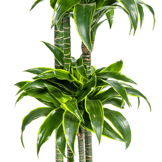 Dracaena Deremensis Dorado Ø27cm - ↕180cm - Oasis of Life