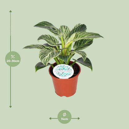 Baumfreund - Philodendron Birkin - Zimmerpflanze - Ø14cm - ↕25cm