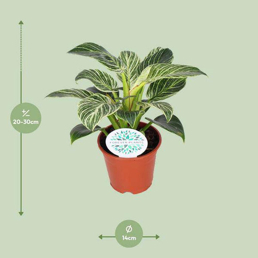 Baumfreund - Philodendron Birkin - Zimmerpflanze - Ø14cm - ↕25cm 