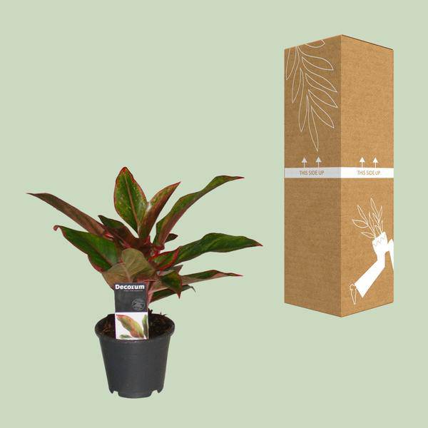 Kolbenfaden - Aglaonema Kreta - Zimmerpflanze - Ø12cm - ↕50cm