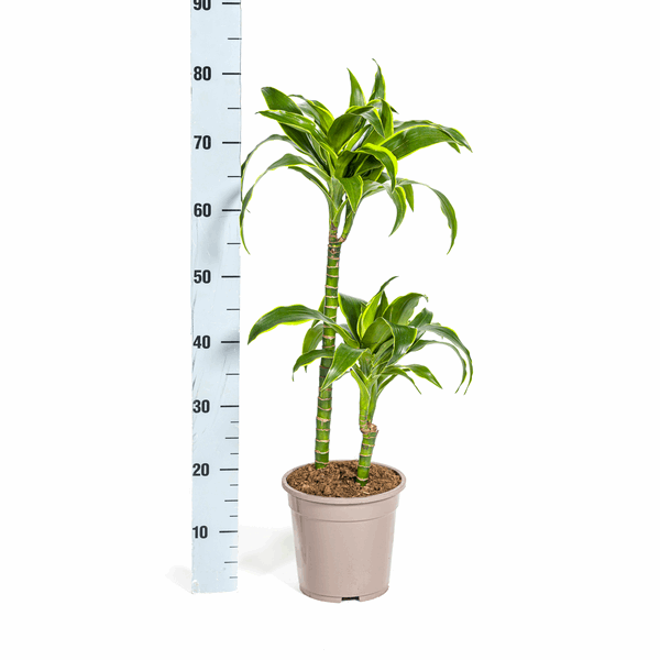 Dracaena Deremensis Dorado - Drachenbaum - Zimmerpflanze - Ø19cm - ↕70-90cm 