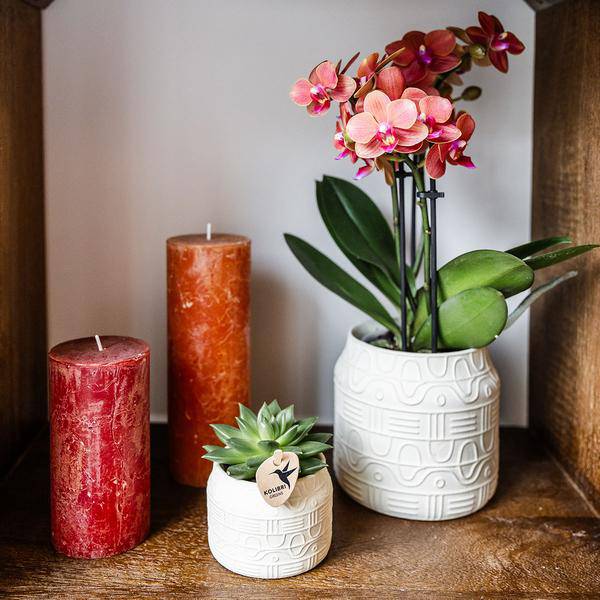 Orchidee Bolzano Orange mit Hieroglyph Ziertopf Off White Ø9cm – Elegante Zimmerpflanze im Dekotopf – Exotisches Geschenk & stilvolle Wohnraumdeko 