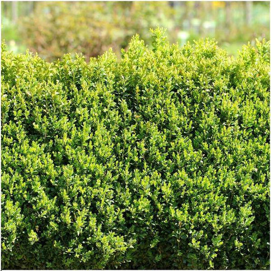 Buchsbaum - Buxus Sempervirens Hecke - 1 Meter  - ↕ 20 cm - Ø12 cm - 6 Pflanzen 