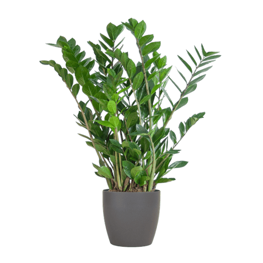 Zamioculcas Zamiifolia - Glücksfeder - Zimmerpflanze ↕80cm - Ø21cm + Topf Viber Grau