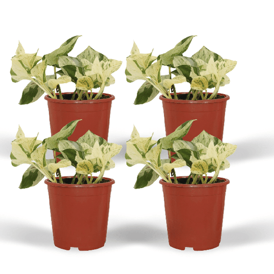 Efeutute - Epipremnum Happy Leaf Scindapsus - Zimmrpflanze - 15cm - ø12cm - 4 Stück 