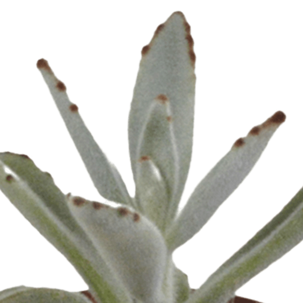 Sukkulenten - Mix - 5,5 cm - 5 Stück