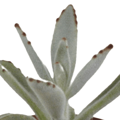Sukkulenten - Mix - 5,5 cm - 5 Stück