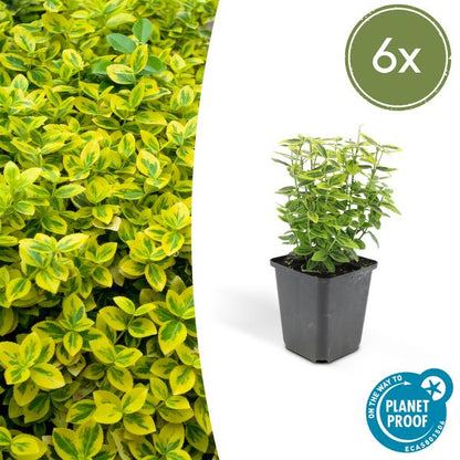Spindelstrauch Euonymus fortunei 'Emerald 'n Gold' – 6 Pflanzen – ↕10-25cm – Ø9cm – Immergrün, gelb-grünes Laub – Hecke, Beet & Solitär – Pflegeleicht