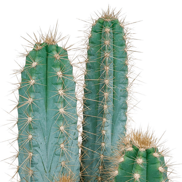 Säulenkaktus - Pilosocereus azureus - 17cm - Kaktus