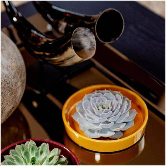 Sukkulente - Echeveria Lilacina in Schale 'Gelb' - Zimmerpflanze - Ø20 cm - ↕5 cm 
