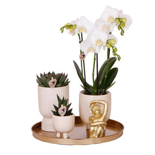 Komplettes Pflanzenset Luxury Living | Grünpflanzen mit weißer Phalaenopsis-Orchidee inkl. Keramik-Ziertöpfe und Zubehör - Oasis of Life