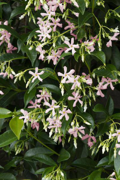 Sternjasmin Trachelospermum 'Star of Ibiza' – Rosa – Immergrüne Kletterpflanze – ca. 65cm Höhe – Duftender mediterraner Jasmin für Terrasse & Balkon