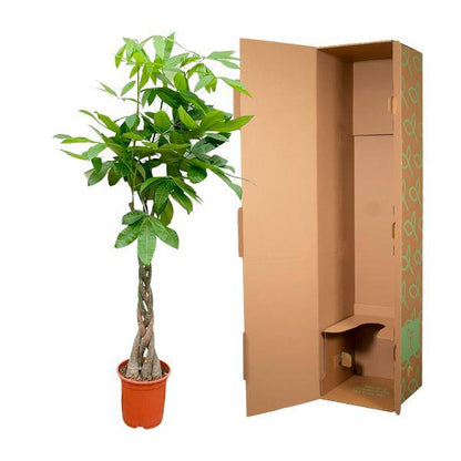 Glückskastanie - Pachira Aquatica - Zimmerpflanze - 150cm - ø27cm