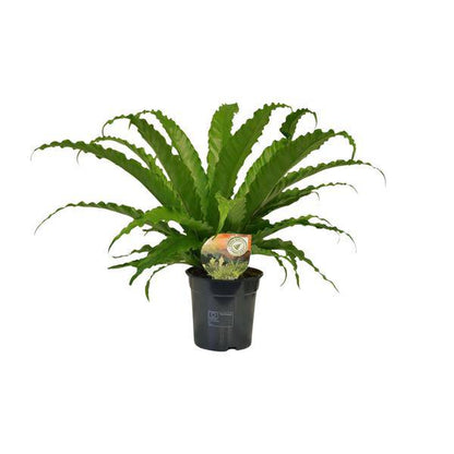 Nestfarn - Asplenium Osaka - Zimmerpflanze - Ø17cm - ↕40cm 