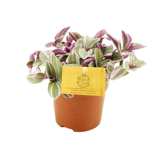 Tradescantia Sweetness – Dreimasterblume – Zimmerpflanze – Ø10,5cm – Höhe ca. 10cm – Kompakte, pflegeleichte Blattschmuckpflanze – Für Fensterbank & Büro 