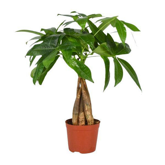 Glückskastanie – Pachira Aquatica – Zimmerpflanze – Ø12cm – ↕35cm - Beliebte Feng-Shui-Pflanze mit geflochtenem Stamm – Luftreinigend & pflegeleicht 