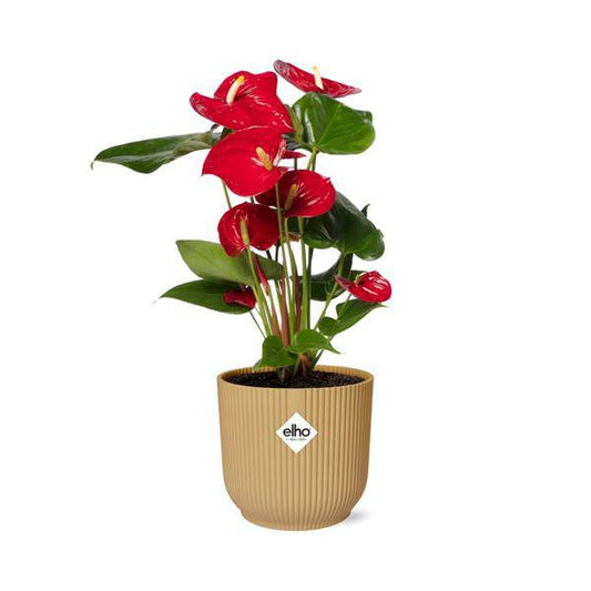 Flamingoblume - Anthurium Rot - 12cm Zimmerpflanze + Topf Vibes Fold 14cm Gelb