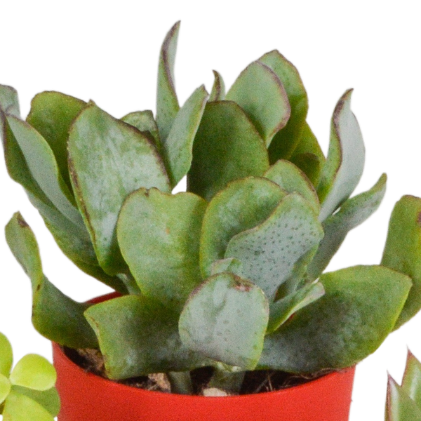 Sukkulente - Mix - 5,5 cm - 5 Stück - Zimmerpflanze - im Topf