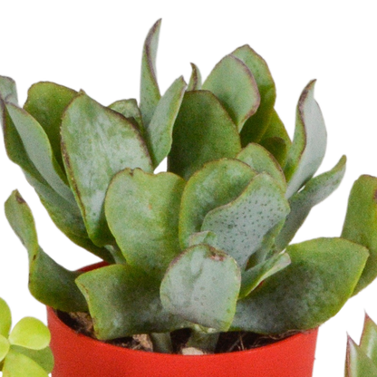 Sukkulente - Mix - 5,5 cm - 5 Stück - Zimmerpflanze - im Topf