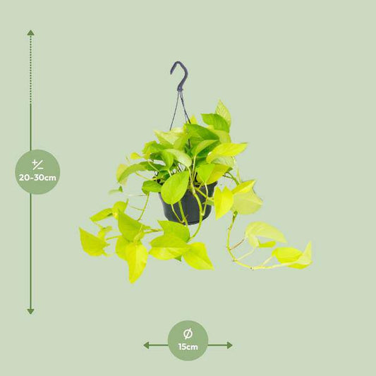 Epipremnum Golden Pothos - Scindapsus - Ø15 - ↕25cm - Oasis of Life