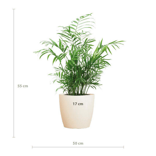 Chamadorea Elegans Mexikanische Bergpalme – Zimmerpflanze ca. 55cm – Ø17cm – Im nachhaltigen Viber Weiß Topf – Elegante, pflegeleichte Zimmerpalme 
