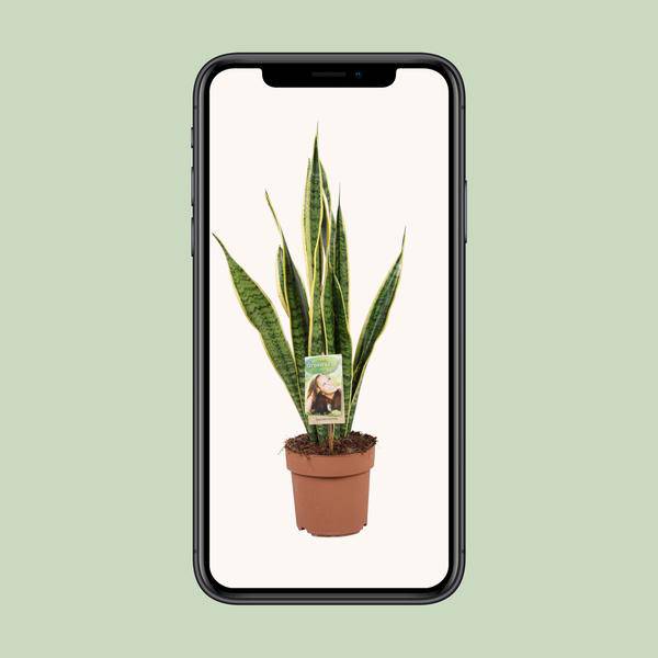 Bogenhanf - Sansevieria Trifasciata Laurentii - Zimmerpflanze - Ø17cm - ↕60cm